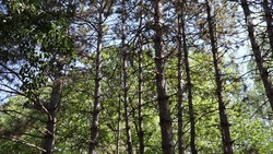 Восстановлением лесополос будут заниматься комплексно на Ставрополье 